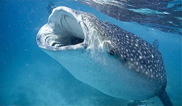 tiburon ballena